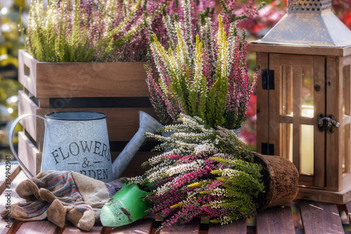 Gardening and planting heather photo