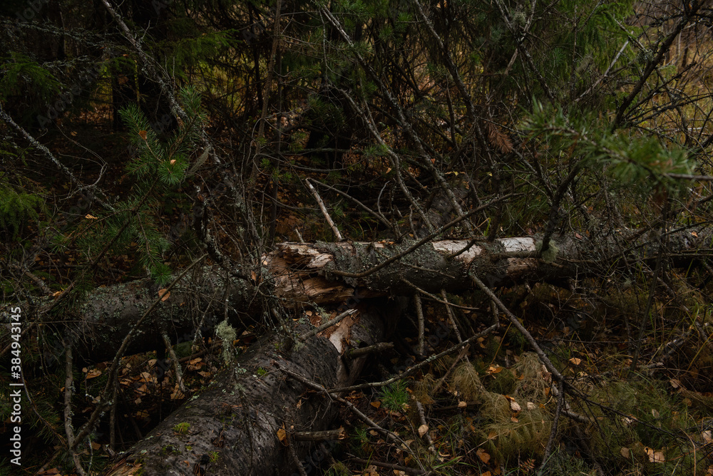 Broken rotten tree that fell as a result of a strong gust of wind. Broken rotten tree that fell as a result of a strong gust of wind.