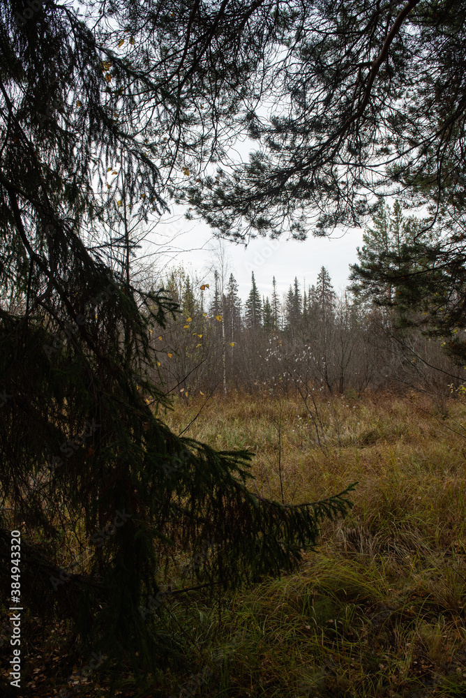 Obraz premium View from the forest on an autumn field with dried grass.
