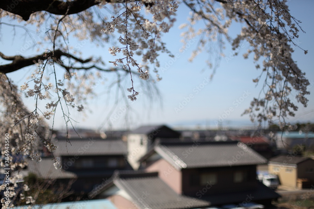 街を見下ろす枝垂桜
