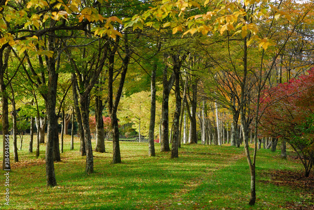 Naklejka premium 紅葉