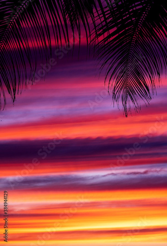 Fototapeta Naklejka Na Ścianę i Meble -  Palm trees silhouettes during sunset.