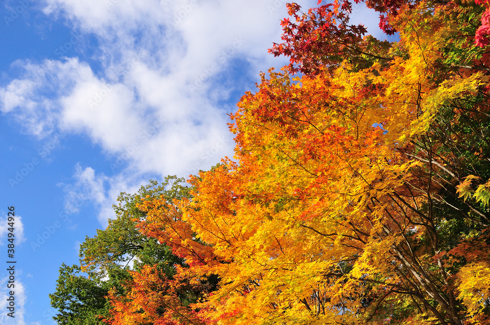 Fototapeta premium 紅葉