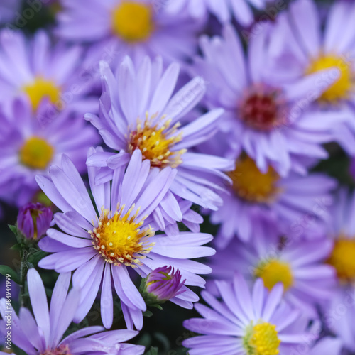 Beautiful blue flowers Sapphire Mist.Aster in autumn garden