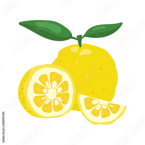 Yuzu japaness citron fruit vector illustration isolated on white background. Full citrus yuzu fresh fruit with green leaves.