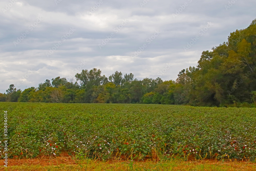 Cotton farm field in the country