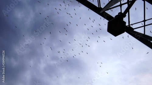 birds in the sky with bridge