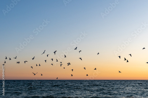 Bird over sea on Evening time