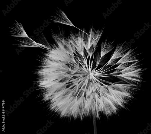 dandelion isolated on black background