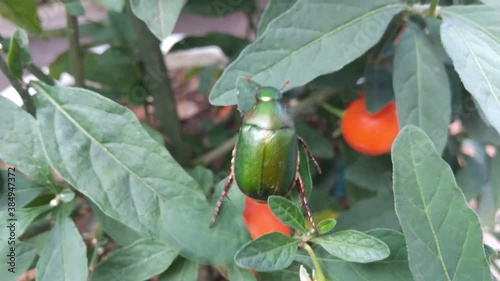 タマサンゴの葉の上を移動し重みで落ちていくコガネムシ