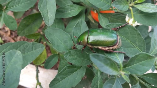 タマサンゴの葉の裏へ移動するコガネムシ