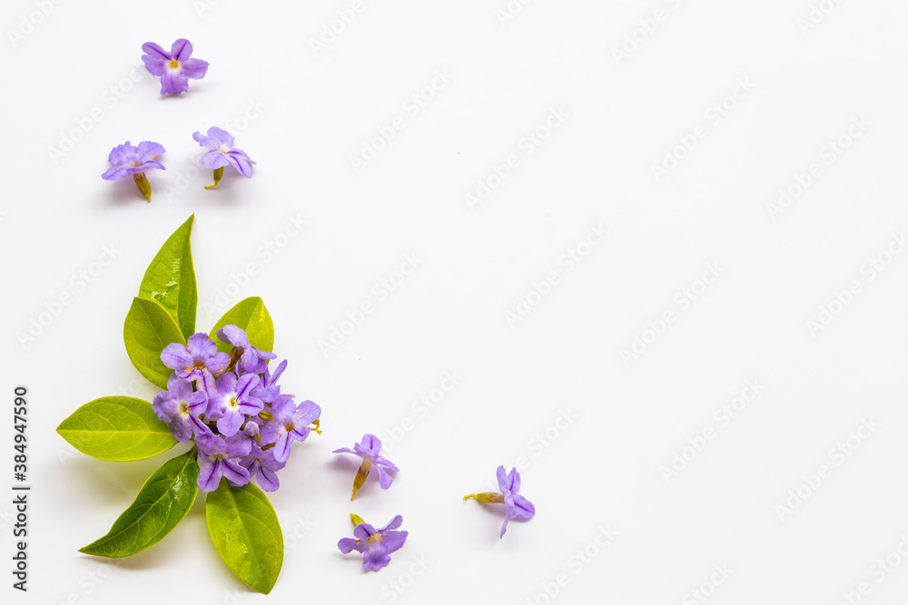 little purple flowers with leaf arrangement flat lay postcard style on background white little purple flowers with leaf arrangement flat lay postcard style on background white