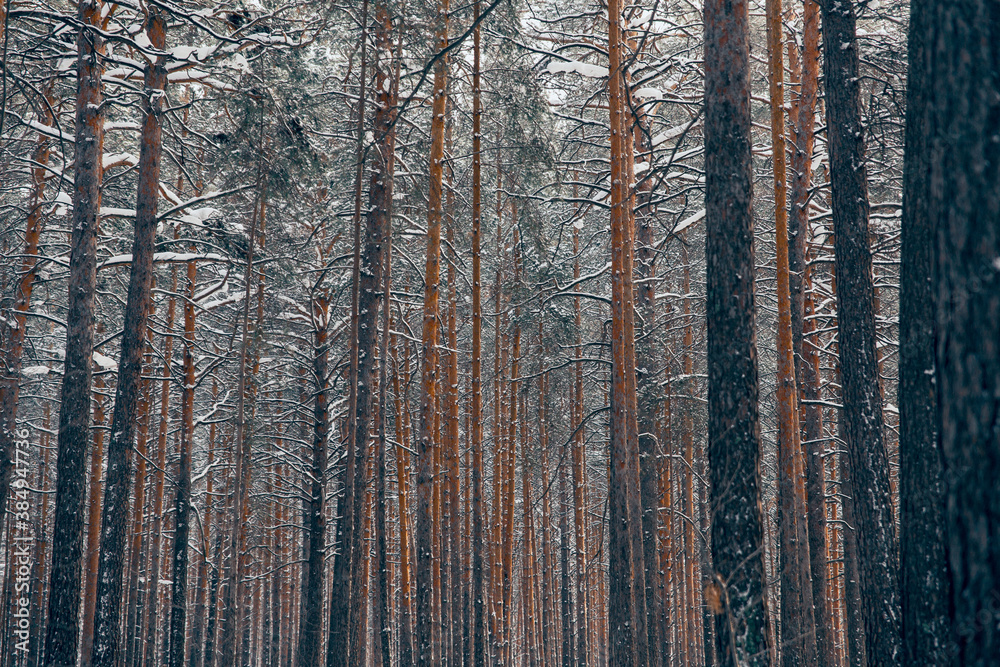 Obraz premium Winter pine forest