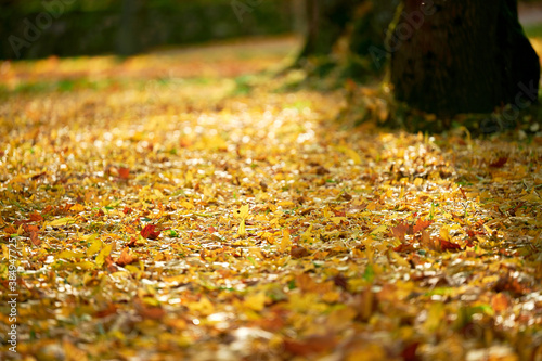 Yellow autumn leaves on ground in a park