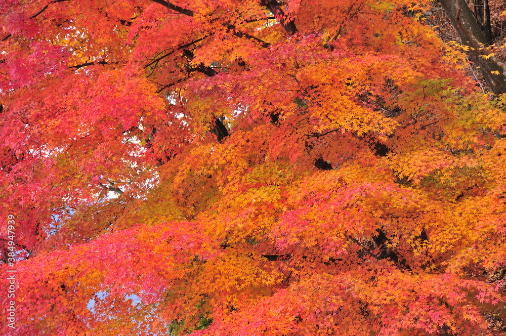 紅葉 紅葉