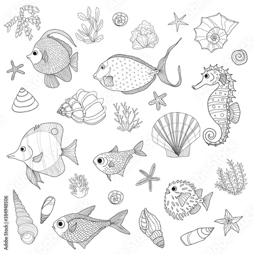 Set of cute hand drawn contour fish, shells and algae. Vector