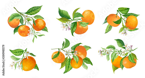 Mandarin Branches Vector Illustration. Botanical Vintage Fruits, Flowers and Leaves hand drawn in Watercolor Style
