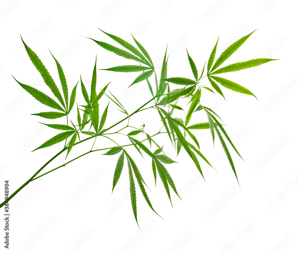 Cannabis leaf, Marijuana leaves on branch isolated on white background with clipping path