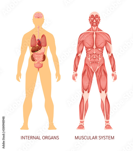 Human body system. Human body muscular system and internal organs heart, liver, brain, kidneys, lungs, stomach spleen pancreas
