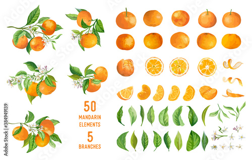 Mandarin fruits, flowers, leaves vector watercolor illustration. Set of whole, cut in half, sliced on pieces mandarins