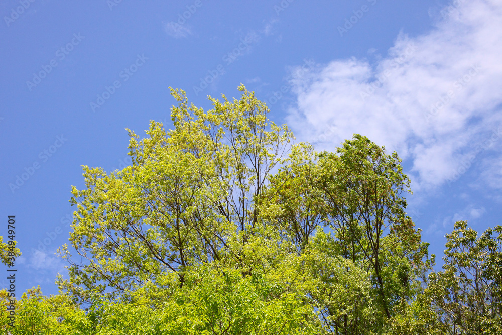 青空と白い雲と新緑