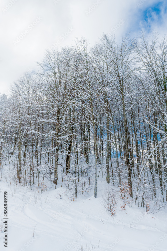 snow covered trees snow covered trees