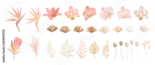 Elegant dry protea flower, tropic palm, pale orchid, eucalyptus, dried tropical leaves, floral elements photo