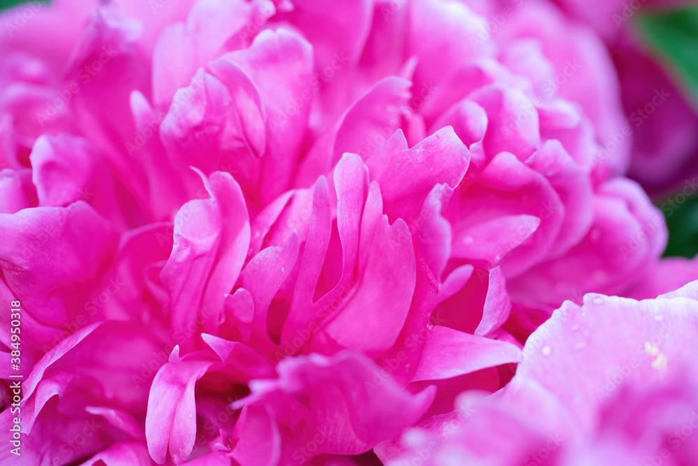 floral arrangement of pink pion flowers close-up.