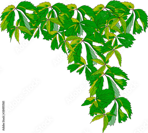 virginia creeper hand drawn vector