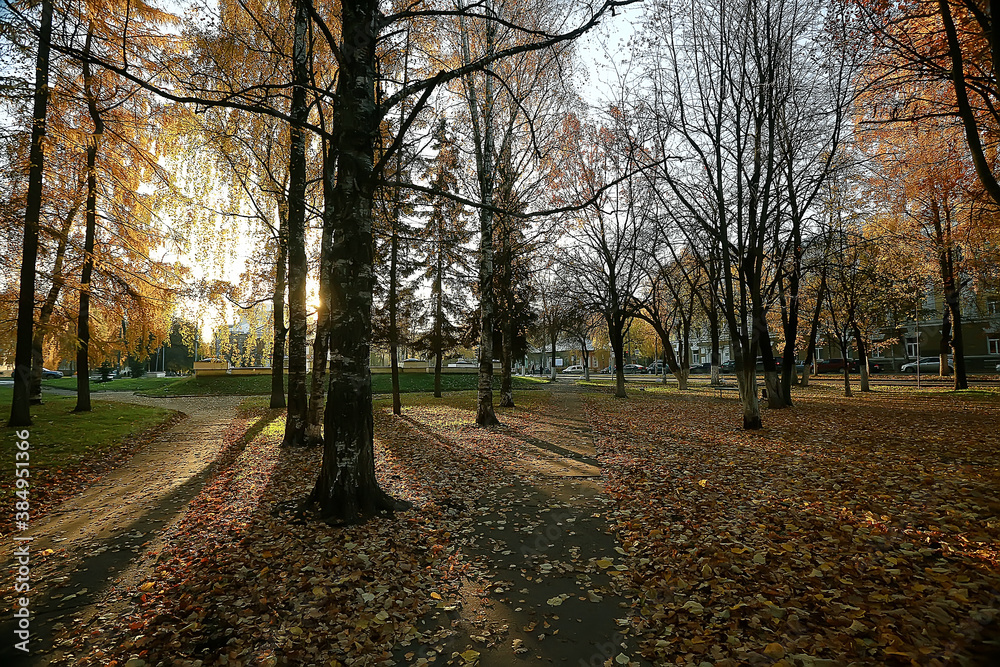 Fototapeta premium autumn park sun landscape / seasonal autumn landscape in a yellow park, sun rays at sunset in October