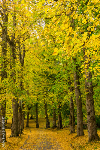 Fototapeta Naklejka Na Ścianę i Meble -  Beatiful, yellow trees at autumn
