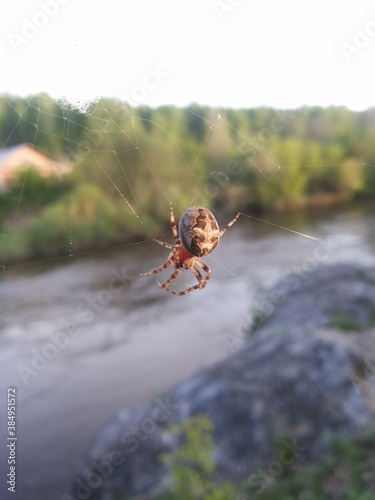 spider