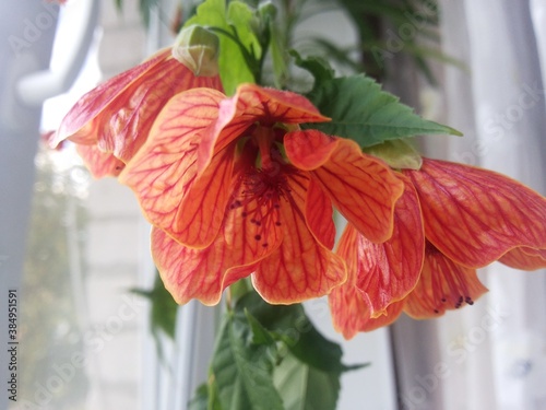 red and yellow flower