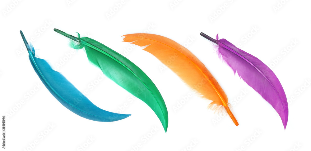 Fototapeta premium Bright multicoloured bird feather isolated on white background