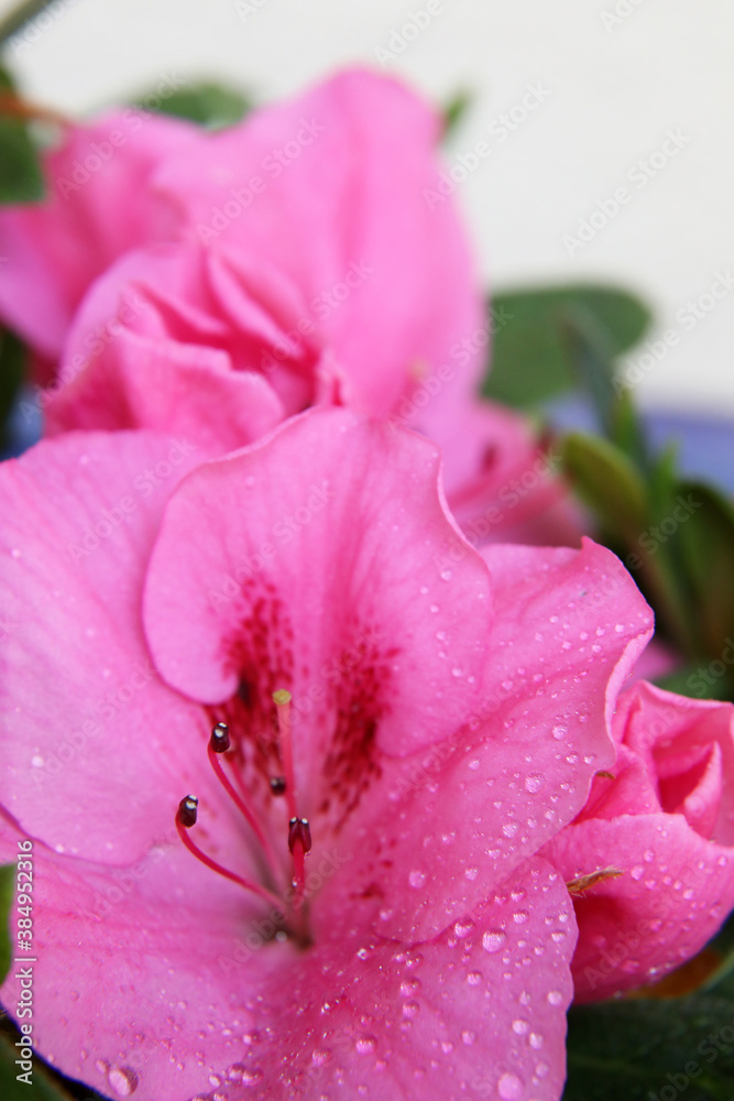 Closeup of beautiful pink azelea flower with water droplets
