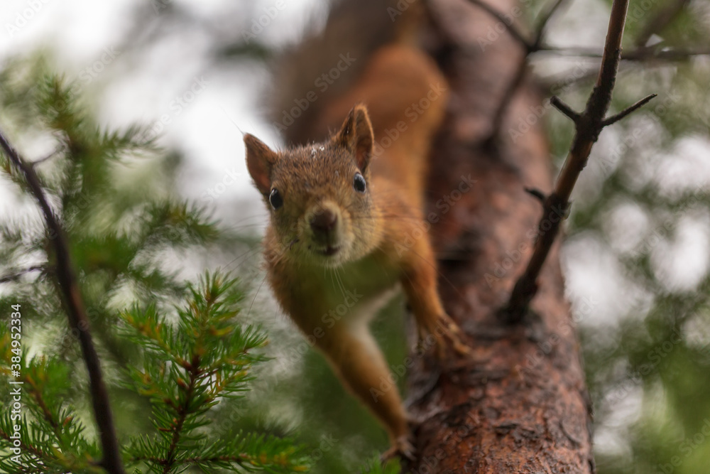 squirrel in the tree squirrel in the tree