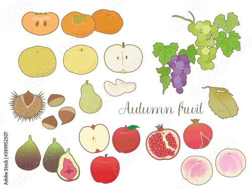 線有り　秋の果物（背景無）