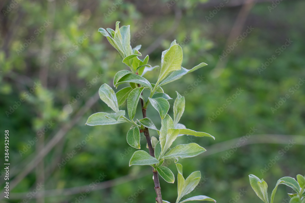 Young green leaves of the plant bloomed in the spring Young green leaves of the plant bloomed in the spring