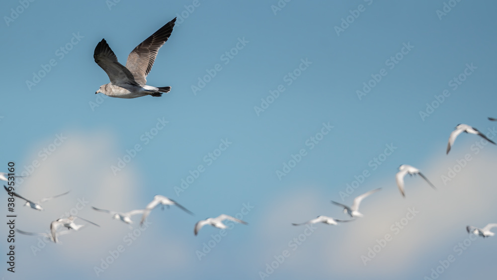 Fototapeta premium ウミネコとコアジサシ