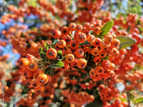 The pyracantha plant looks great with its orange color.