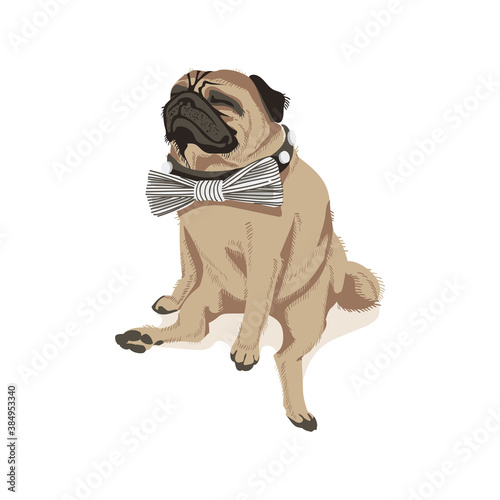 Cute pug dog in bow tie. Adorable friendly purebred chubby domestic pet animal wearing elegant classic elegant accessory cartoon vector illustration isolated on white background