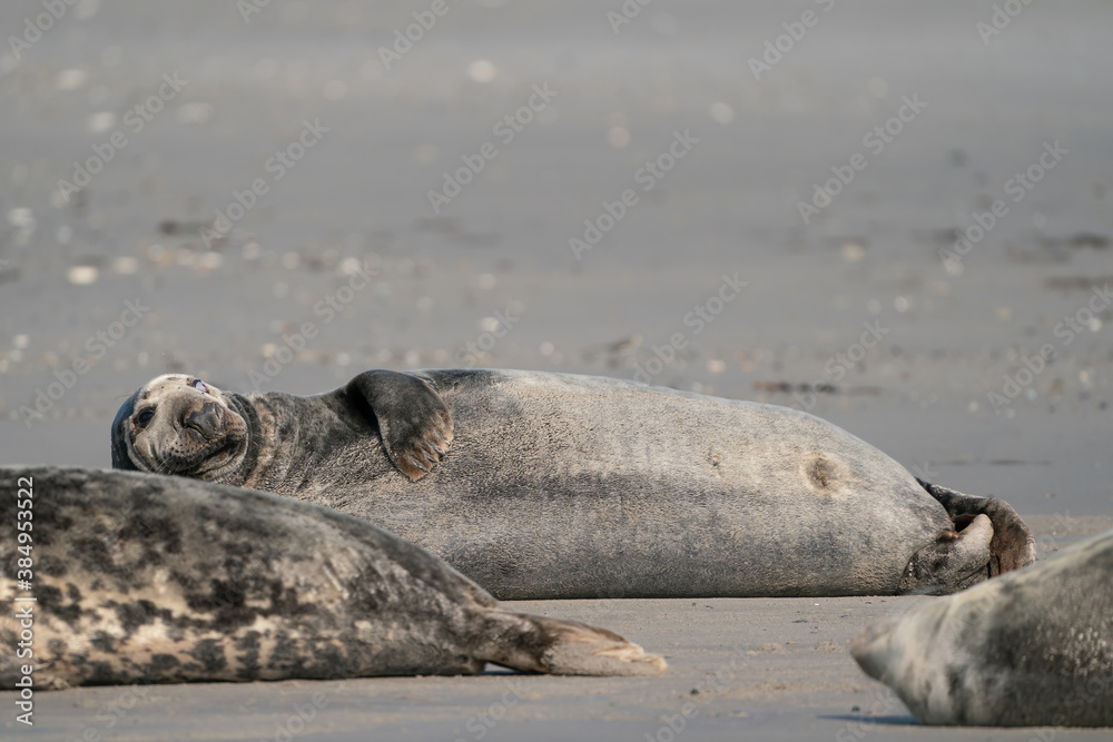 Obraz premium Wild Grey lazy seal colony on the beach at Dune, Germany. Group with various shapes and sizes of gray seal