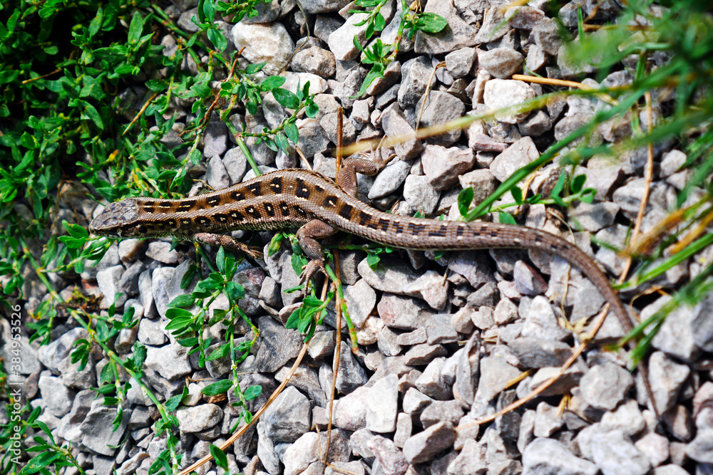 lizard on the rock lizard on the rock