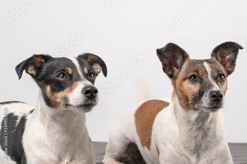 Two cheerful Jack Russell Terriers posing in a studio, in full length, on a gray blanket