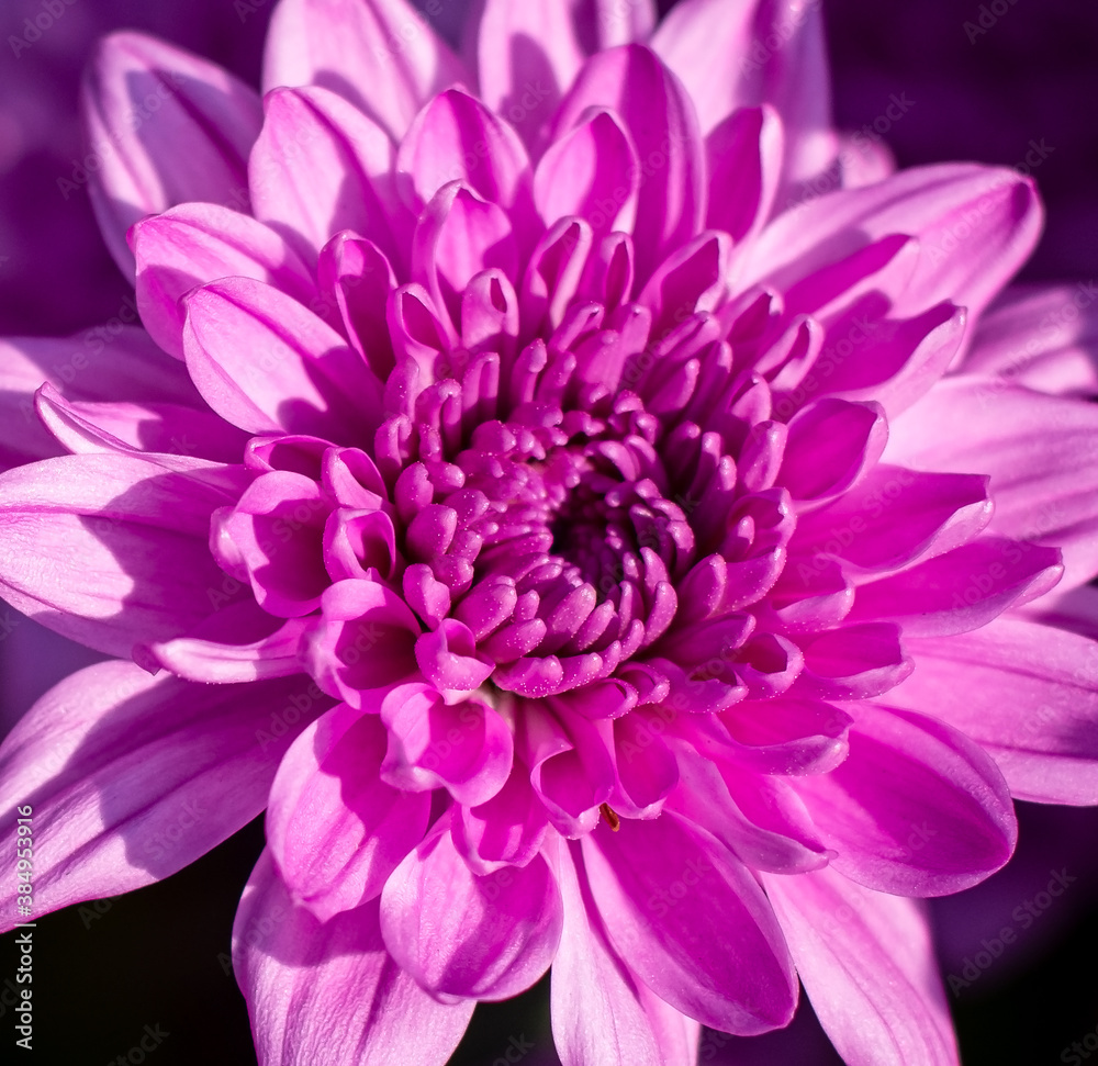 Blooming pink chrysanthemums