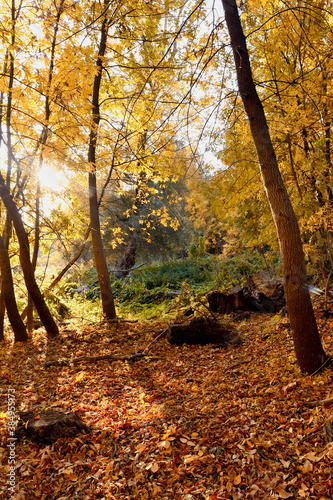 Yellow leaves lie on the ground in the forest in the autumn morning.