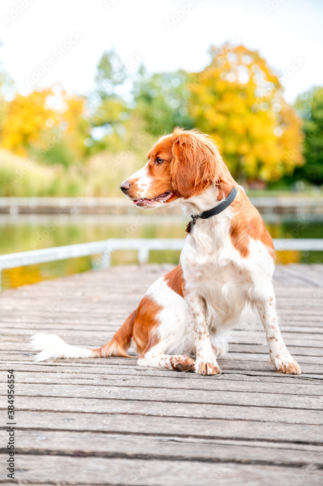 Cute adorable dog breed welsh springer spaniel in colorful autumn park posing. Healthy happy dog.