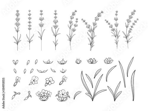 Hand drawn design elements lavender in sketch style.