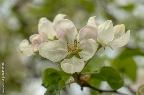 Fototapeta Naklejka Na Ścianę i Meble -  a beautiful big white apple blossom in the middle