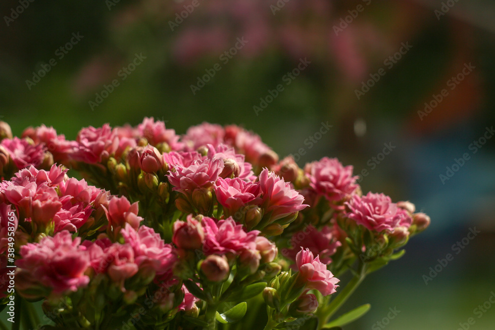 pink flowers by the window in natural light pink flowers by the window in natural light